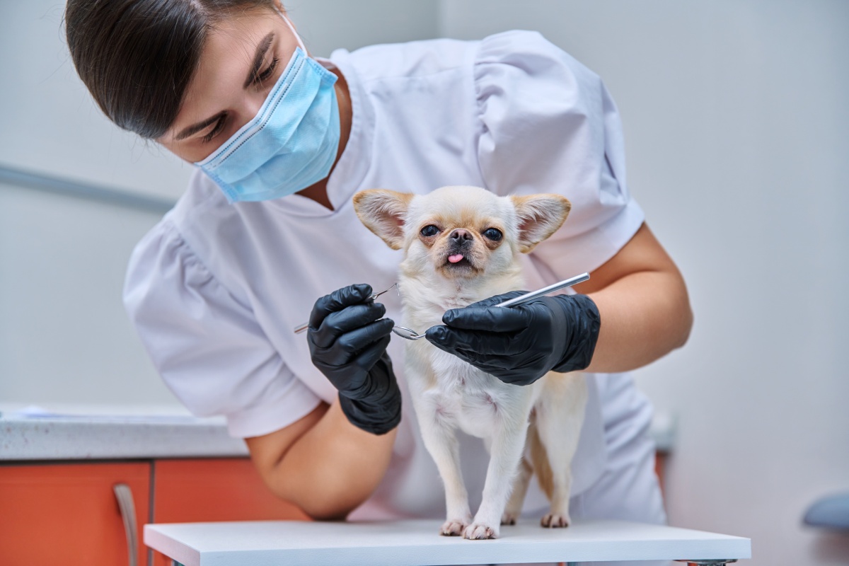 Pet Dental Care East Colorado Springs, Cimarron Hills Airway