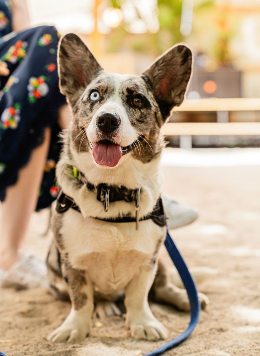 Corgi Dog Sitting next to his owners leg on a leash in Beach area rest zone Corgi Dog Sitting next to his owners leg on a leash in Beach area
