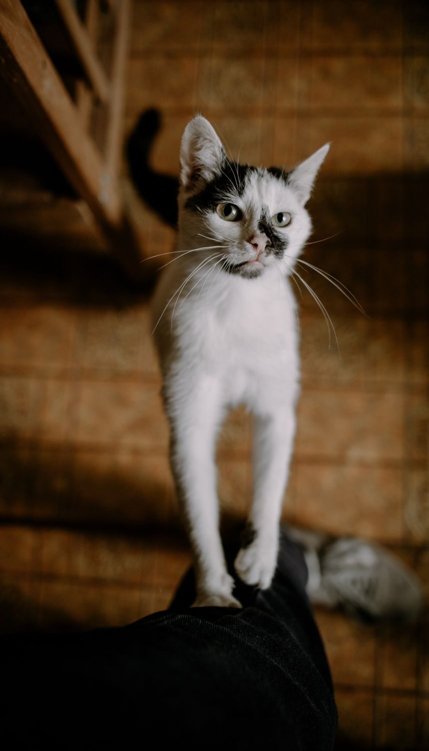 curious-cat-in-shelter-helping-animals-homeless-2024-12-02-23-31-43-utc (2)