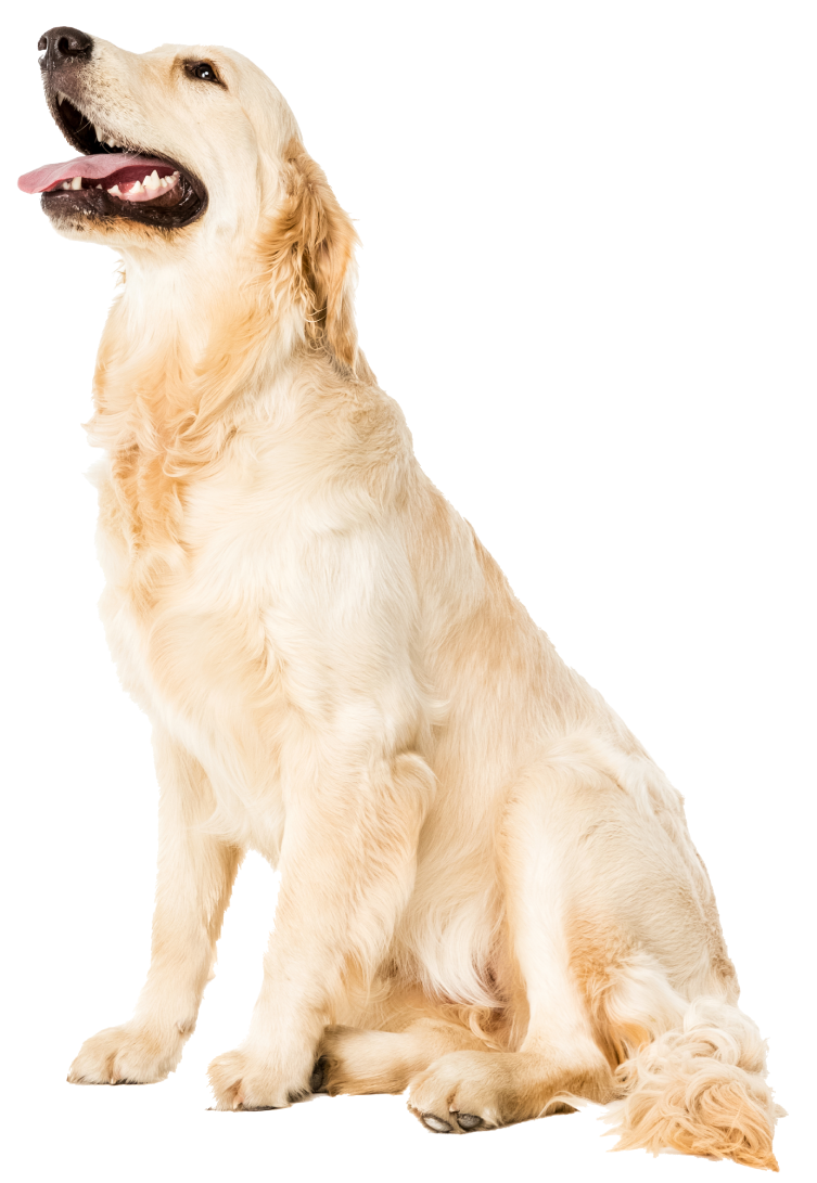golden-retriever-dog-standing-and-looking-away-is-2024-11-18-14-18-39-utc (2)
