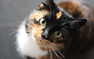 Parasite Prevention Year-Round: Keeping Your Pets Healthy
