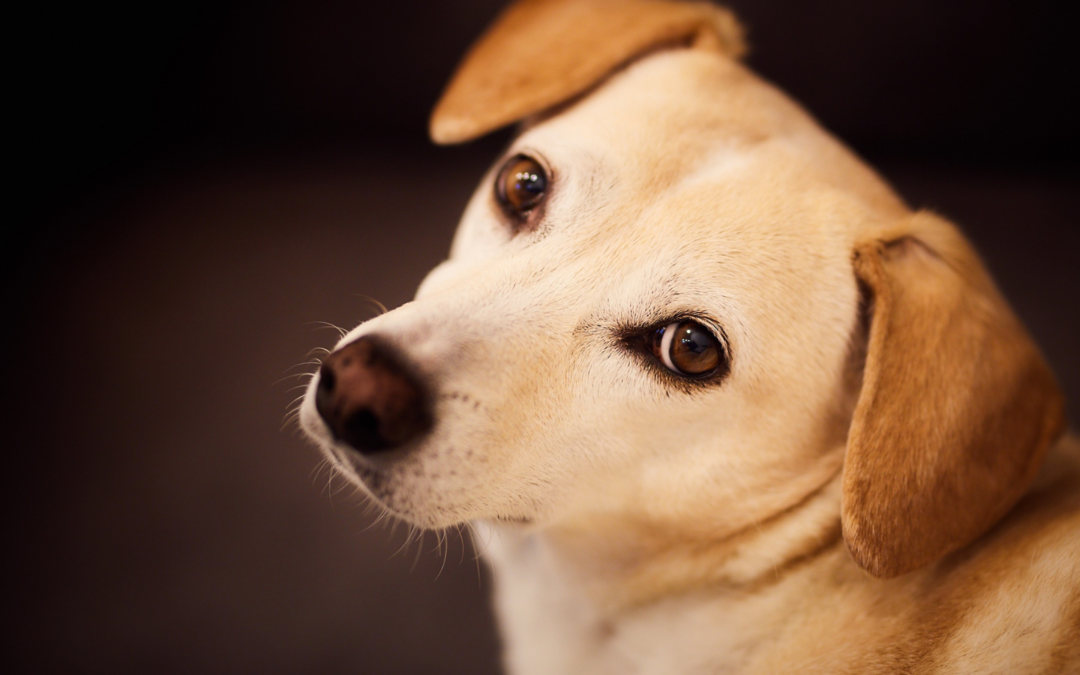 What to Do When Dogs Bite Dogs