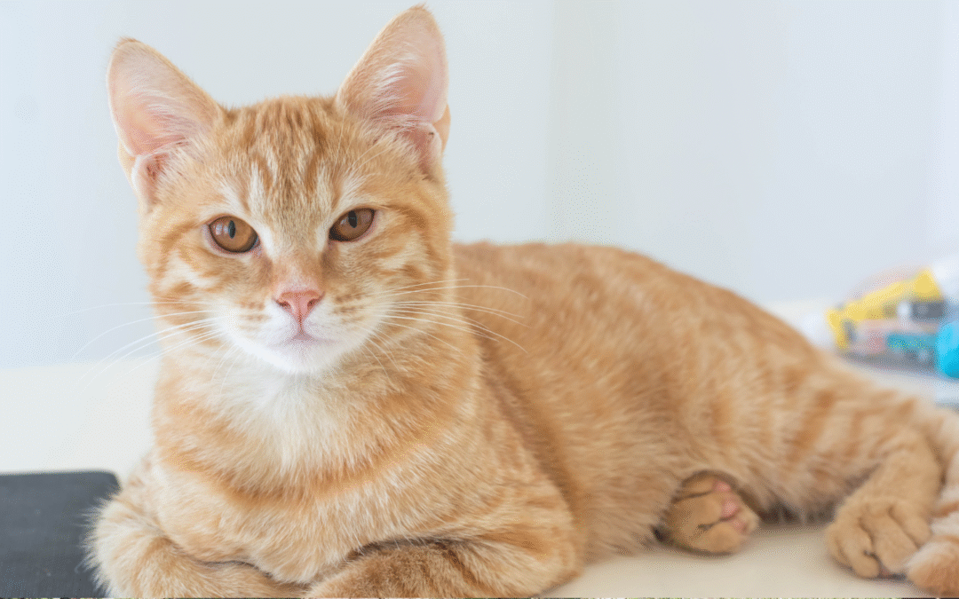 Why Persistent Itching in Pets Leads to Bigger Problems