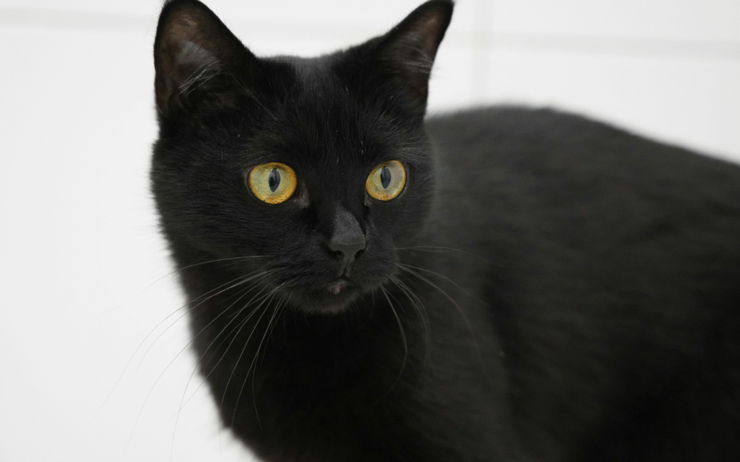 Could My Cat Have Diabetes?