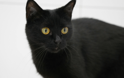 Could My Cat Have Diabetes?