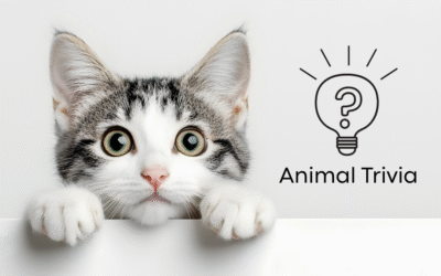 Vet Near Me Quiz – Are You Smarter Than a 5th Grader? Pet Edition | Airway Veterinary Hospital