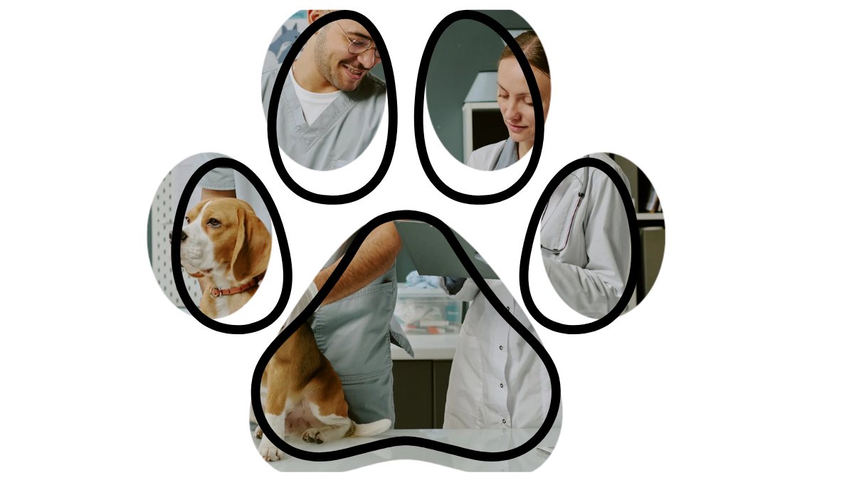Colorado Springs vet near me providing dog wellness care