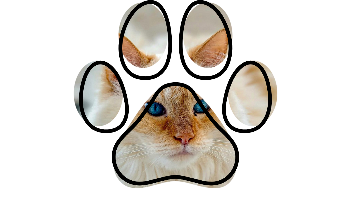 Airway Veterinary Hospital vet near me Colorado Springs