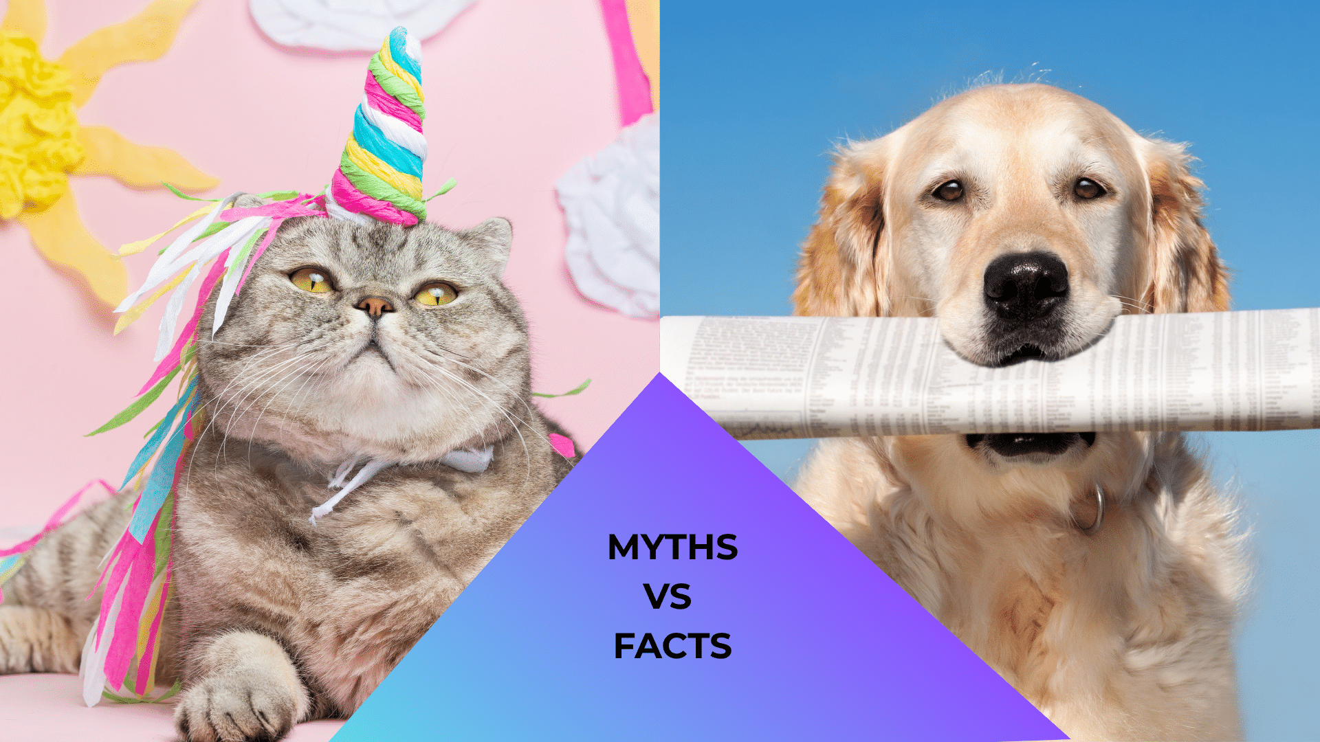 Cat Dressed Like a Unicorn and Dog Reading a Newspaper A cat dressed like a unicorn and a dog reading a newspaper to represent myths versus facts.