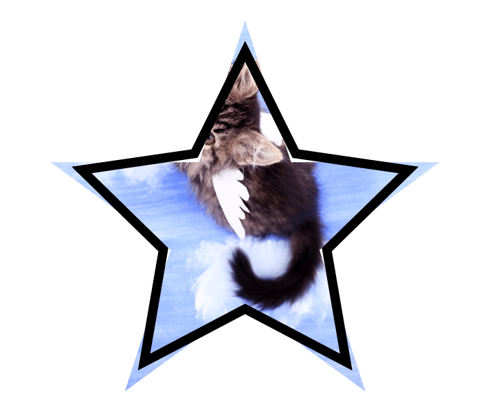 A winged cat representing common animal care myths.