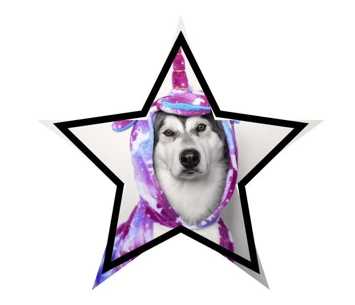 A dog wearing a unicorn costume to represent pet care myths believed by pet owners in Colorado Springs.