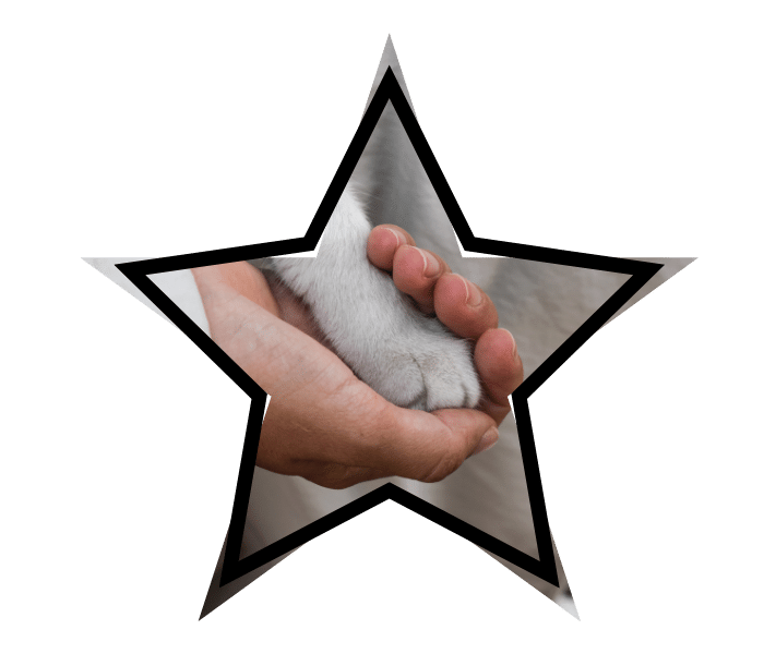 Veterinary care at Airway Veterinary Hospital in Colorado Springs, CO with a person's hand gently holding a cat's paw.