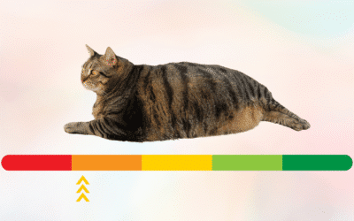 Is My Cat Overweight?