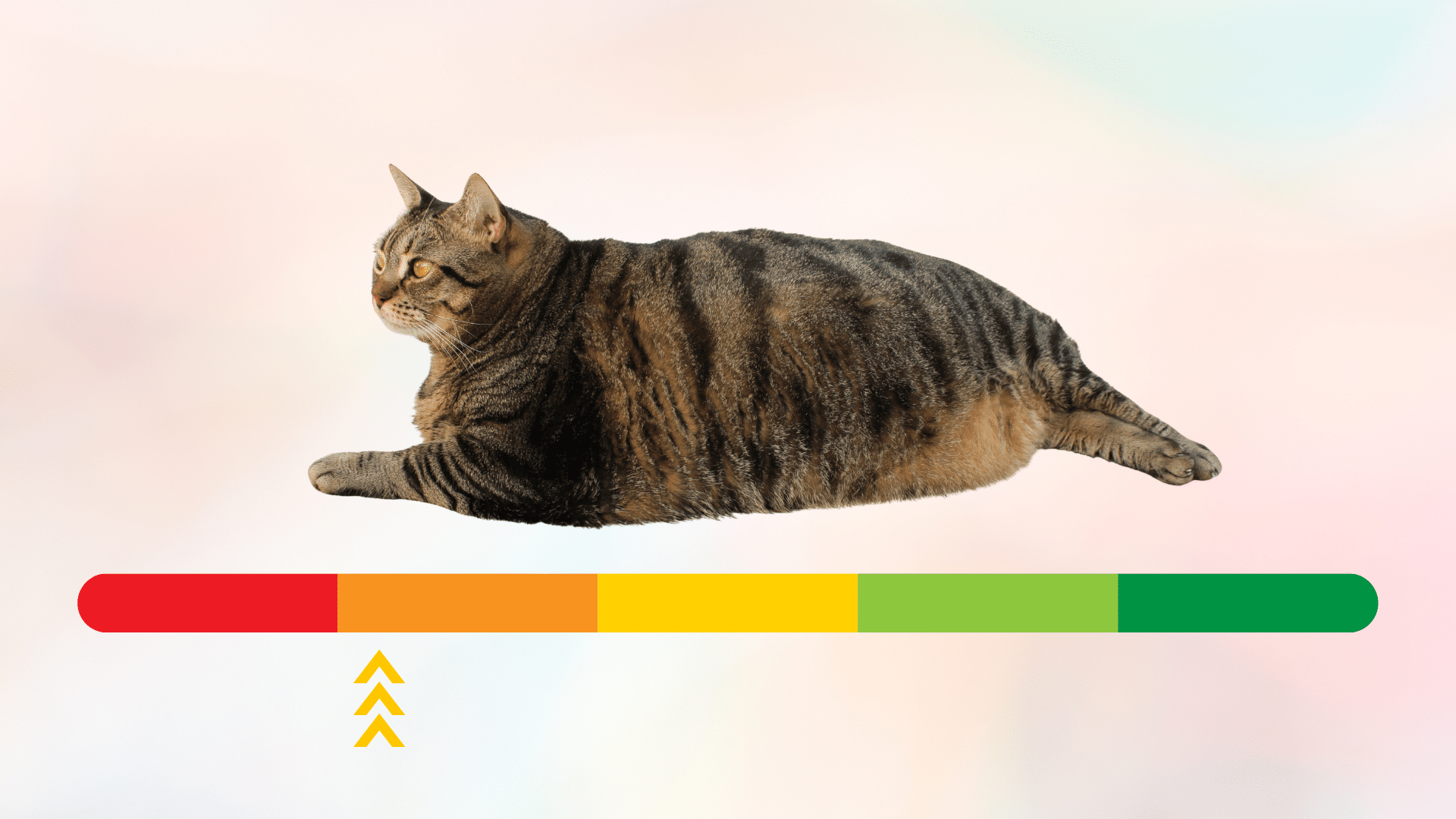Overweight cat with a color-coded weight scale for Airway Veterinary Hospital in Colorado Springs, CO