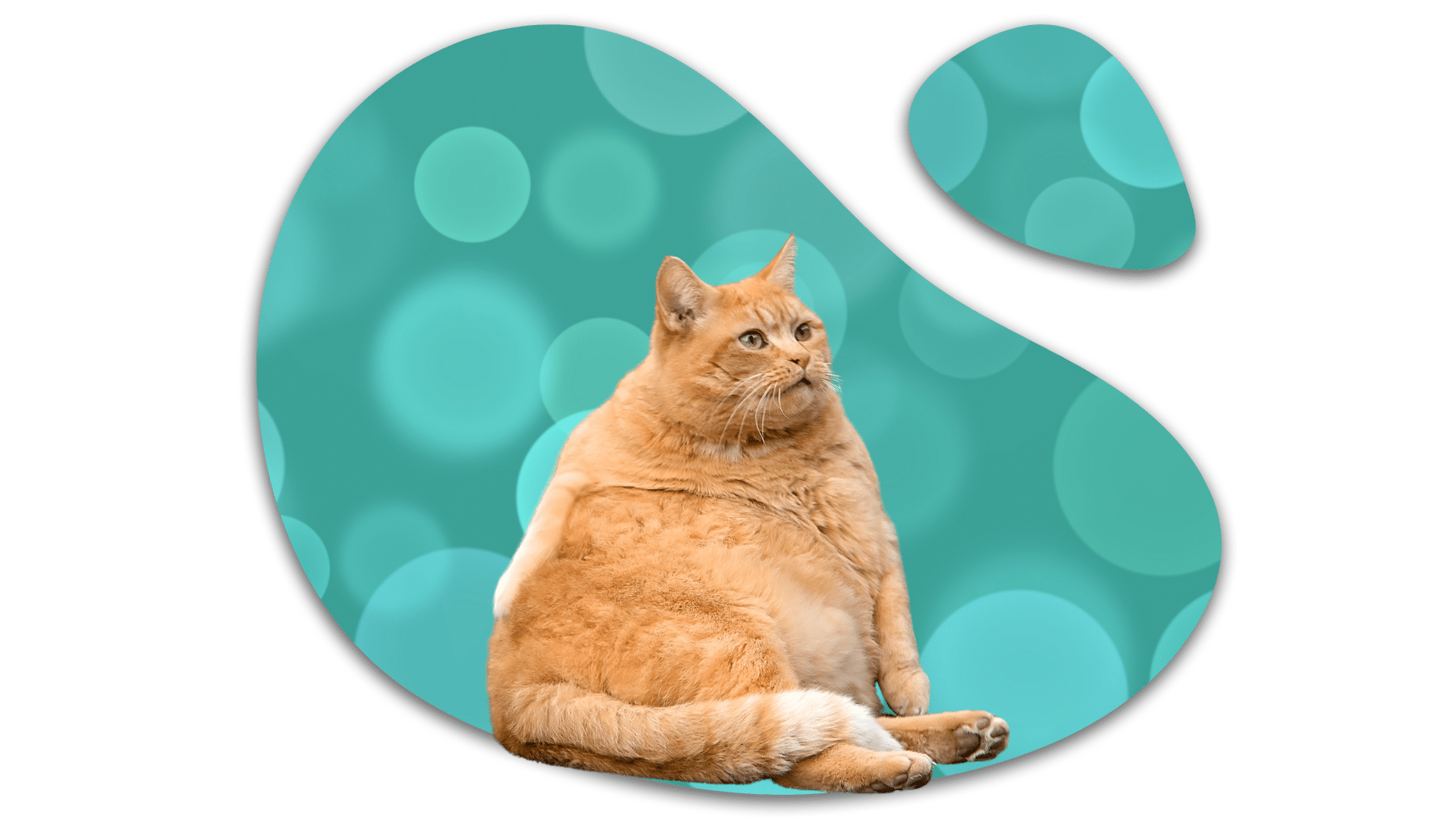 Overweight orange tabby cat illustrating feline weight concerns in Colorado Springs