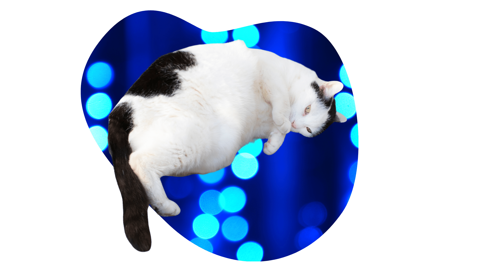 Overweight black and white cat representing feline obesity concerns at Airway Veterinary Hospital